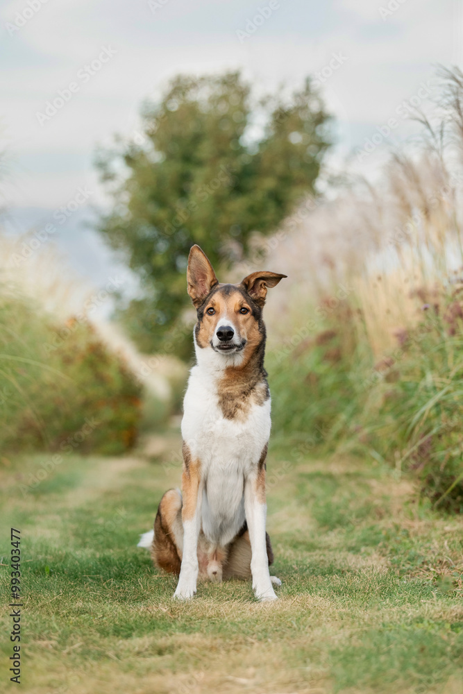 Dog Posing in Natural Landscape. Mongrel dog Dog Posing in Natural Landscape. Mongrel dog