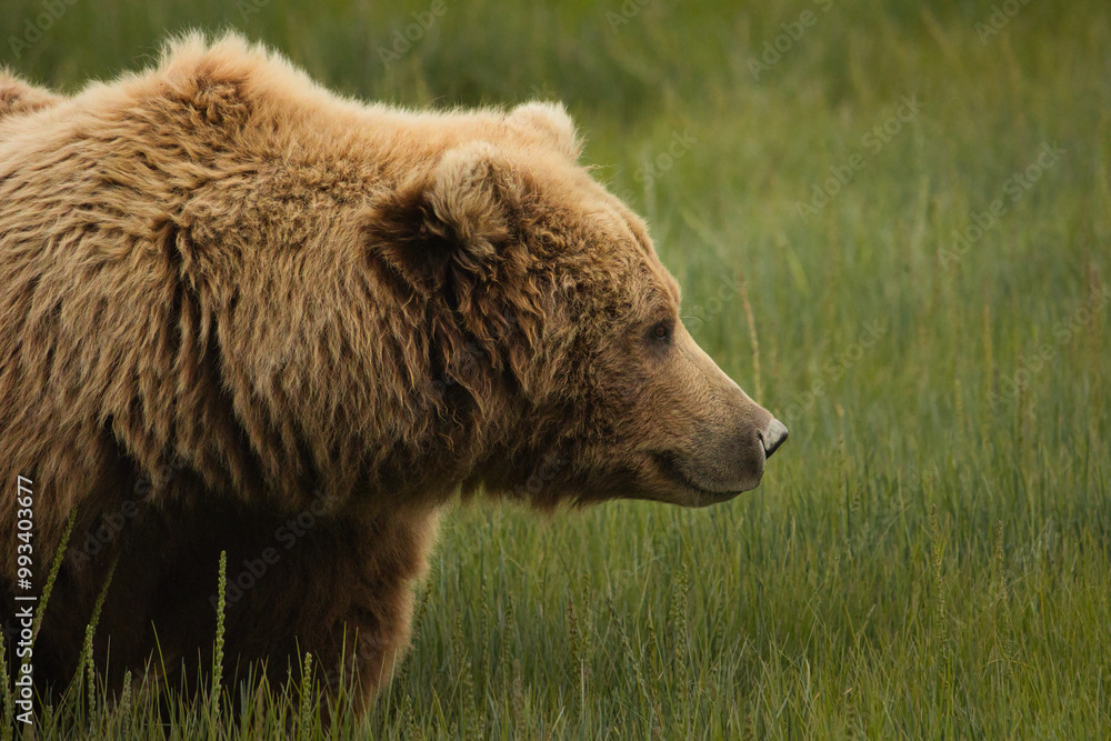 Alaskan Brown Bear Alaskan Brown Bear