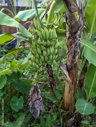 bunch of bananas .