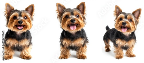 dog isolated white background