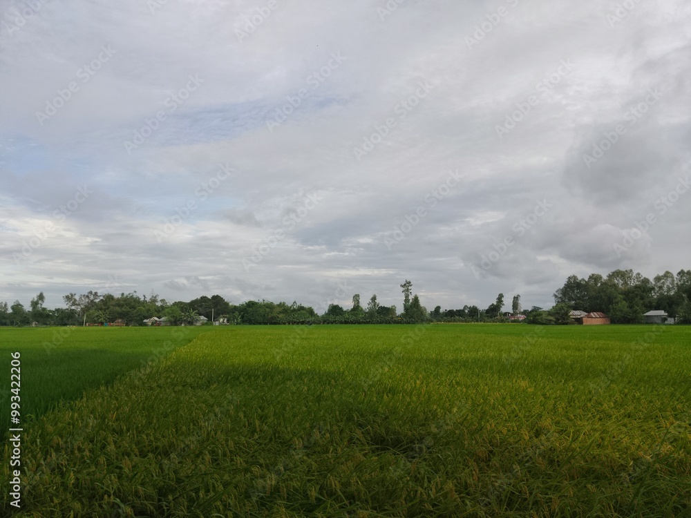 field and blue sky field and blue sky