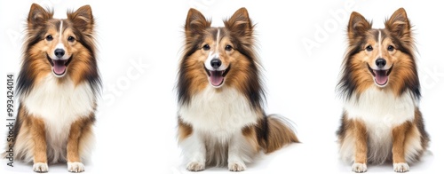 dog isolated white background