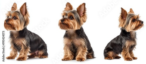 dog isolated white background