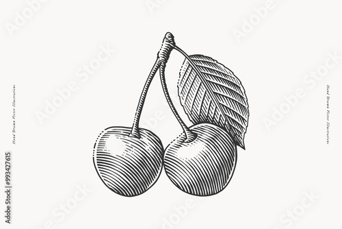 Two cherries with a leaf in a vintage style. Hand drawn illustration in engraving style.
