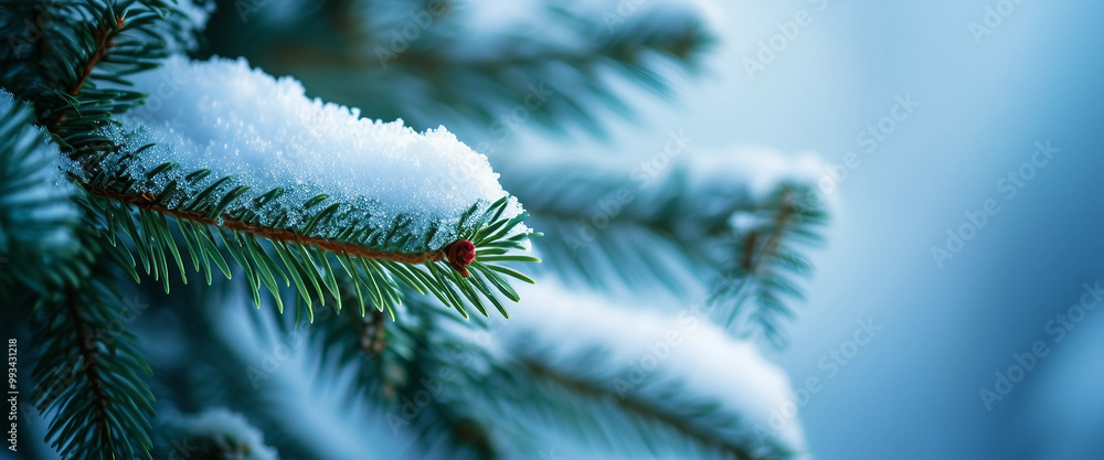 Snowy spruce branch in close-up on a light blue background, ideal as a festive copy space image Snowy spruce branch in close-up on a light blue background, ideal as a festive copy space image