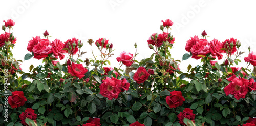 Fototapeta Naklejka Na Ścianę i Meble -  PNG Vibrant red roses in bloom