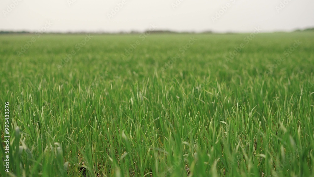 Fototapeta premium wide green field of wheat. nature wildlife plants and trees concept. beautiful green wheat sprouts on a large field close-up, growth and use lifestyle of agricultural plants