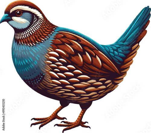 Silhouette and color quail bird vector image