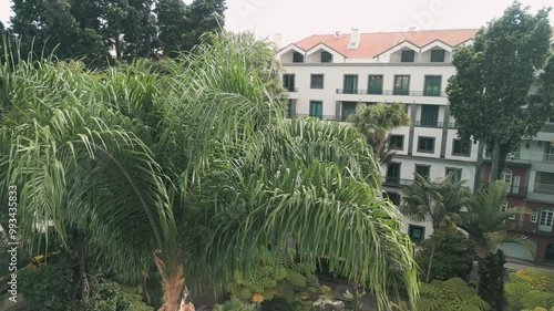 Palm leaves waving in the wind