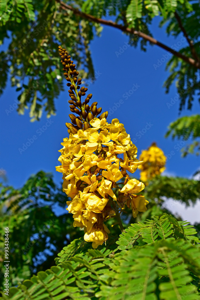 Sibipiruna flowers (Cenostigma pluviosum or Caesalpinia pluviosa) in Rio de Janeiro