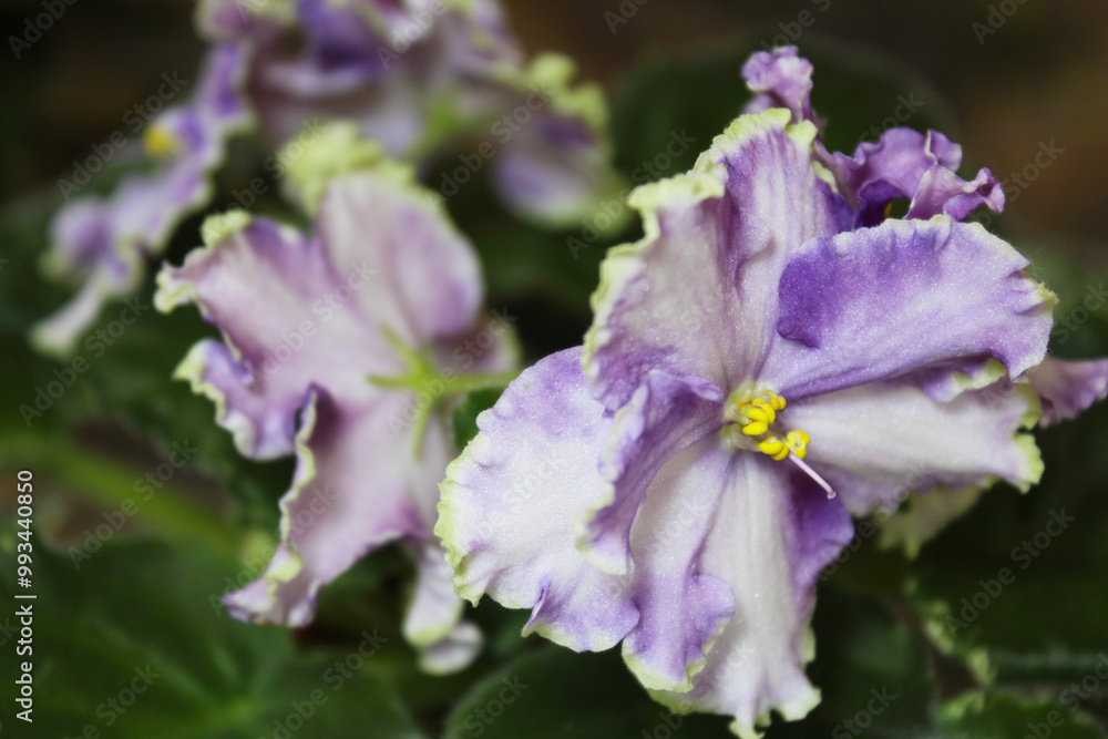 Fototapeta premium indoor violet flowers with green leaves