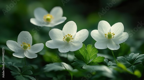 Delicate White Flowers in Soft Light - Nature Photography