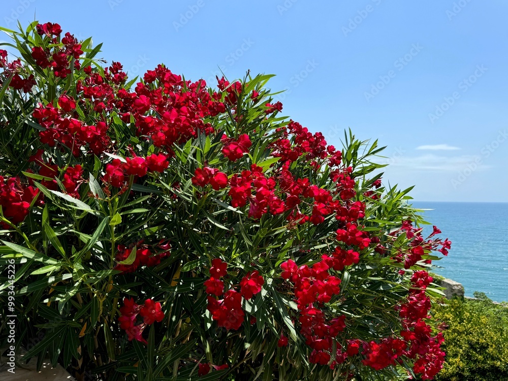Red flowers of Oleander Nerium bush on sea shore
