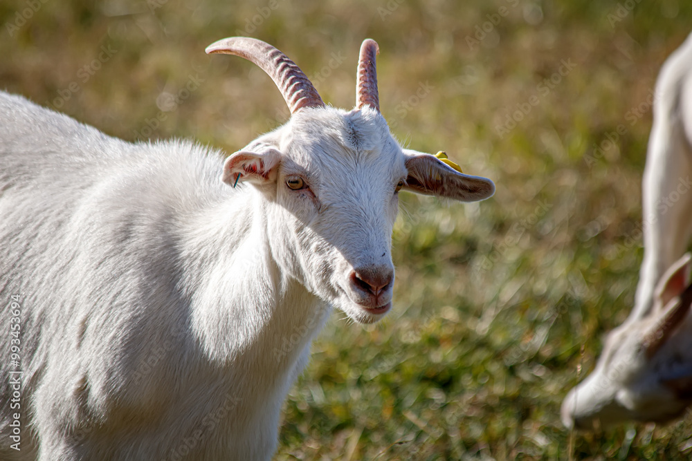 Obraz premium goat on the farm