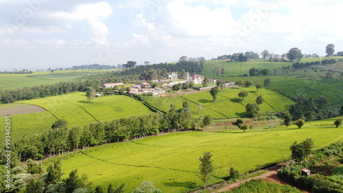 Tea Farm in Kenya East Africa 