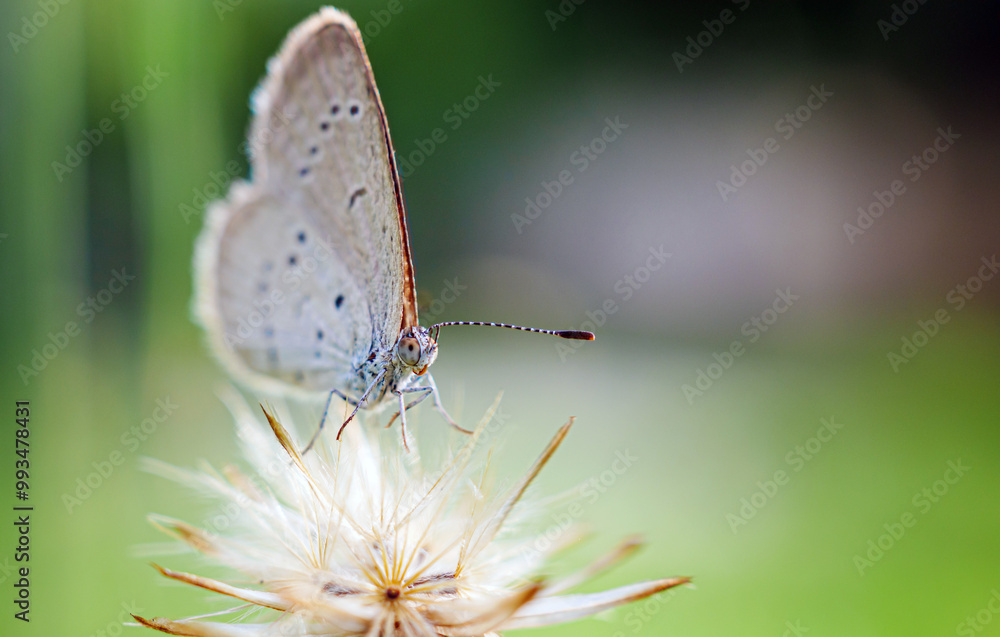 Close-up of butterfly on a flower in the natural light on a beautiful morning. macro butterfly Close-up of butterfly on a flower in the natural light on a beautiful morning. macro butterfly