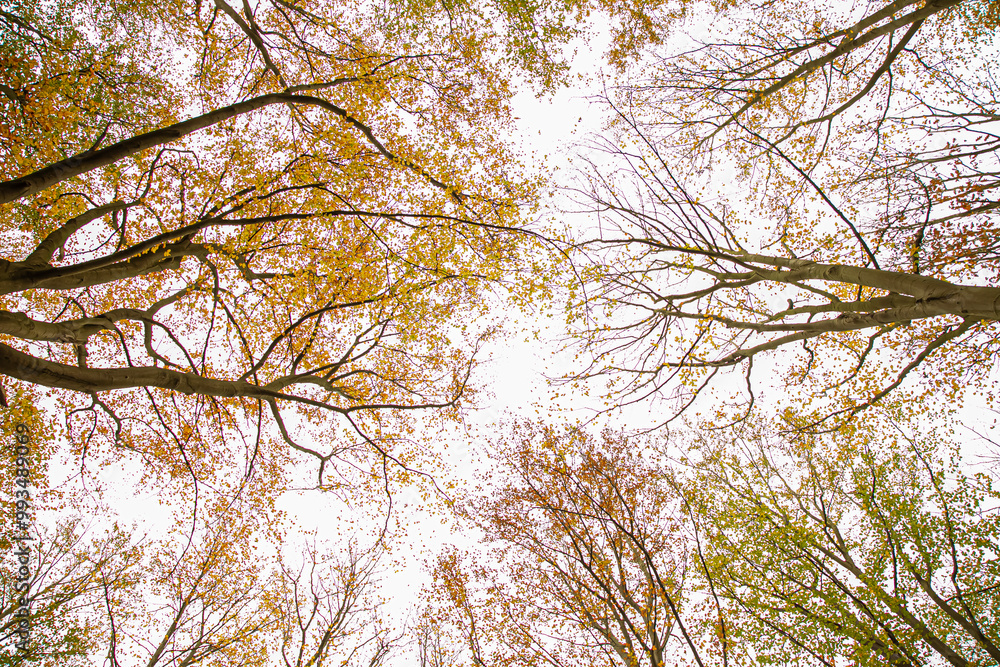 autumn trees coloured leaves autumn trees coloured leaves