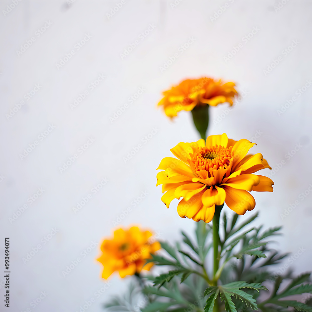 Close-up Watercolor Marigold flower, isolated on a white background, Marigold flower.