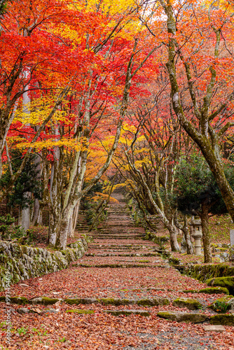 滋賀県 鶏足寺の紅葉 