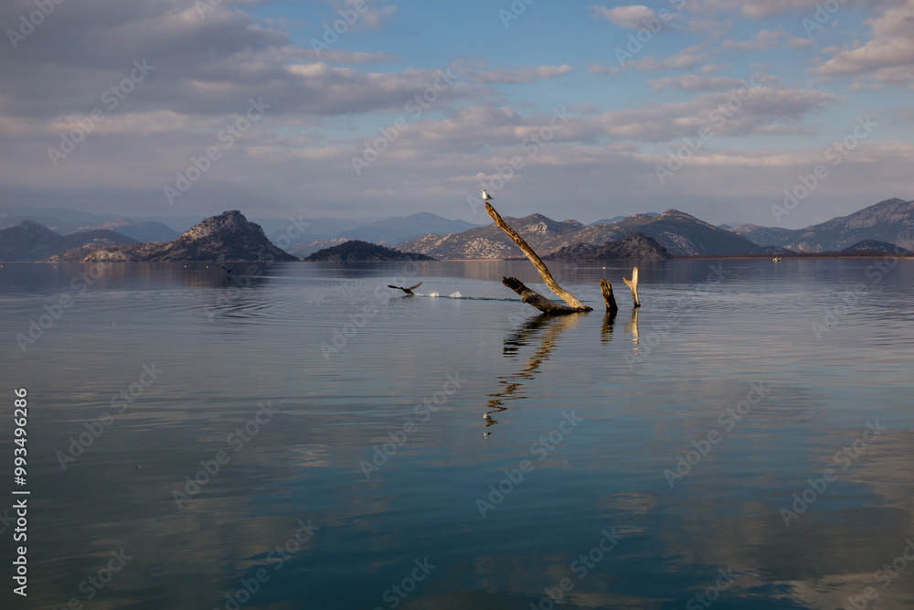 Fototapeta premium Spring landscape with a lake and a mountain. Skadar lake with three snags and a bird. In the background-mountains and gray clouds. Beautiful reservoir in Montenegro