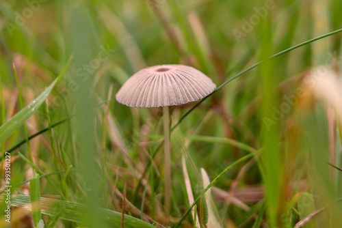 Common Inkcap in the grass, fungus, mushroom species, Parasola plicatilis, mushroom photo