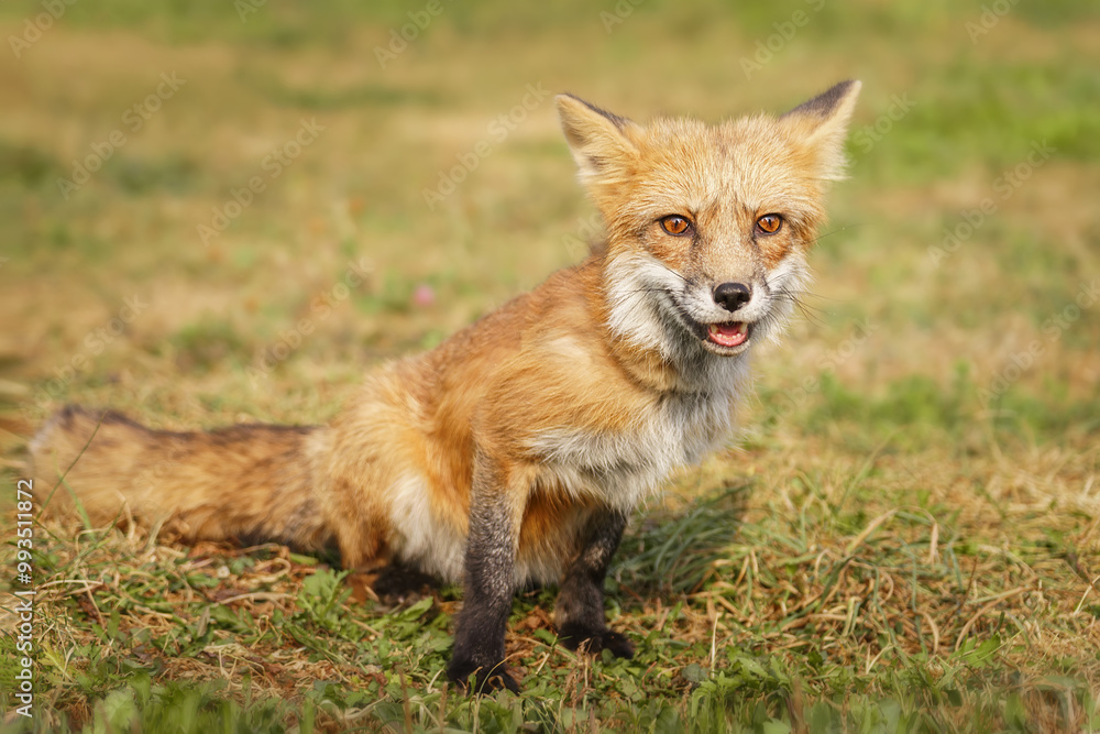 A close up of a Red Fox in the grass A close up of a Red Fox in the grass