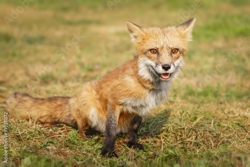 A close up of a Red Fox in the grass