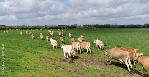 Wallpaper Mural Danish excited milk cattle just arrived at the green grass field in spring after a long winter inside the cow stables Torontodigital.ca