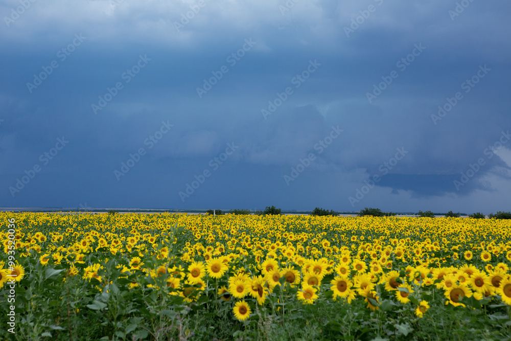 field of sunflowers field of sunflowers