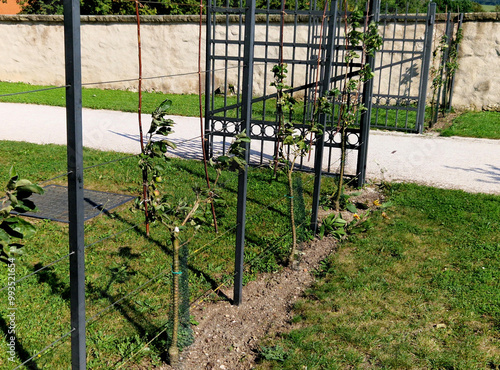 apple trees grown in flat vertical palmettes. branching at sharp angles. a strip of flowerbed with a curb of paving granite blocks. undergrowth under the berries of wild strawberries photo