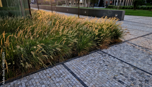 the cobblestone promenade is along the buff  bed of ornamental grass flowers waving in the wind like cornfields. business district with modern skyscraper photo