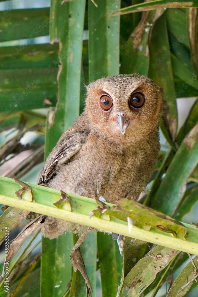 celepuk or Javan Scops Owl (Otus angelinae) during the day perched on the branch in the forest