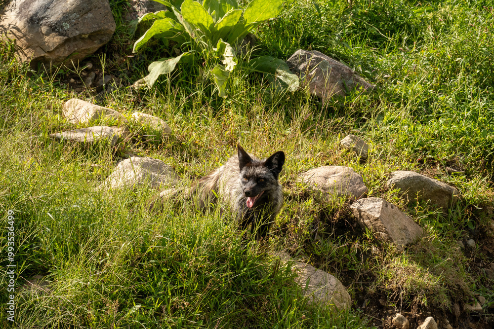 A silver fox in the grass. High quality photo. Canada A silver fox in the grass. High quality photo. Canada