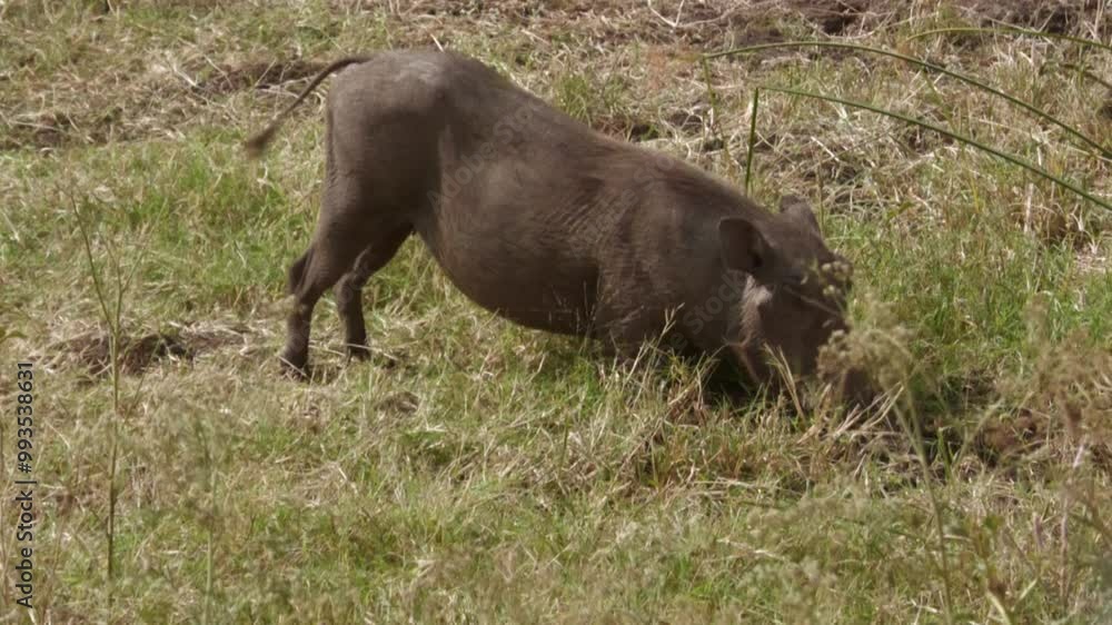 Warthog grazing in the African grasslands. Warthog grazing in the African grasslands.