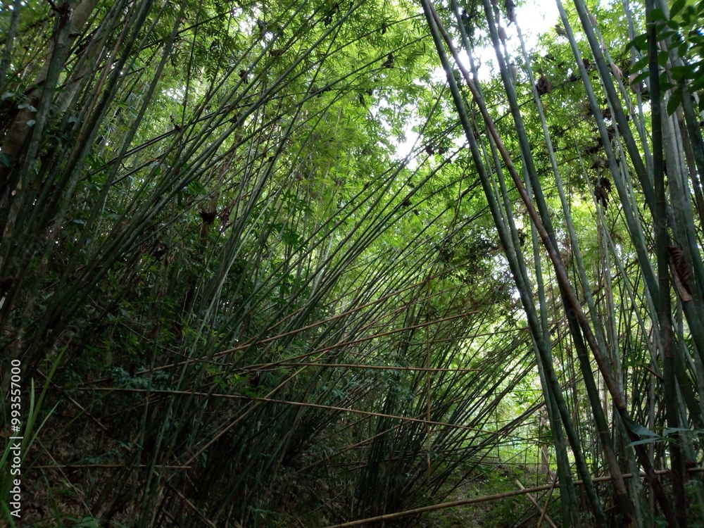 Fototapeta premium bamboo forest