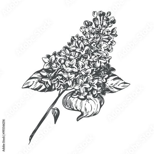 Vector lilac branches in engraving technique. Linear sketch in black ink on white background. Botanical illustration of spring flowers.