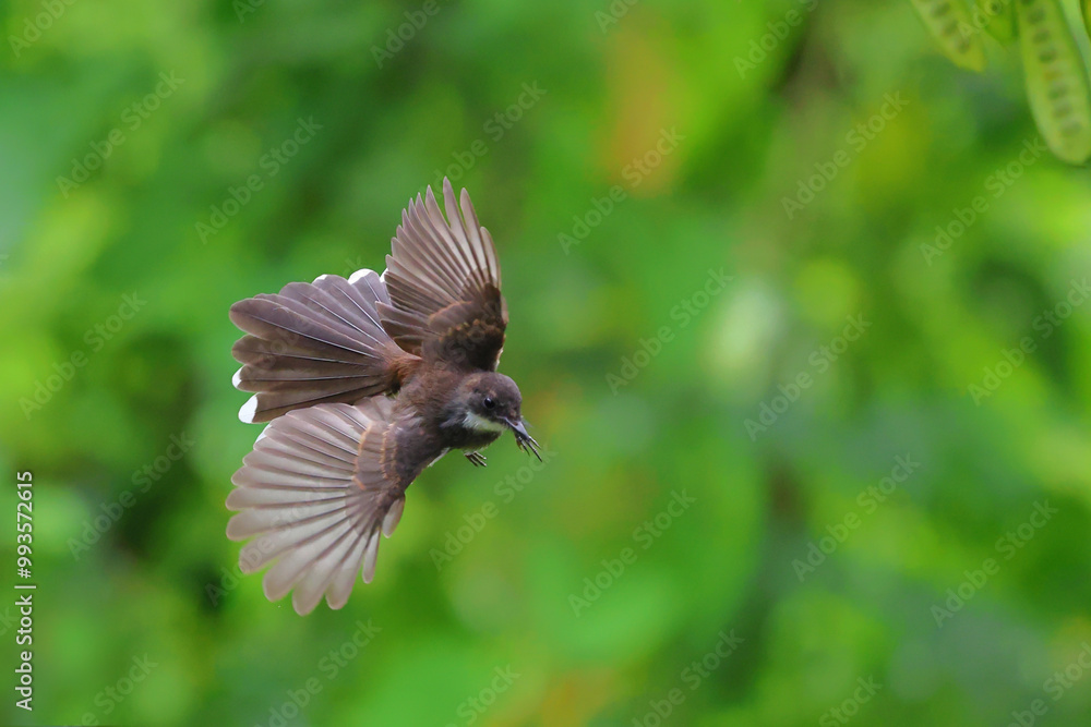Fototapeta premium Beautiful Rhipidura javanica flying with green nature background.