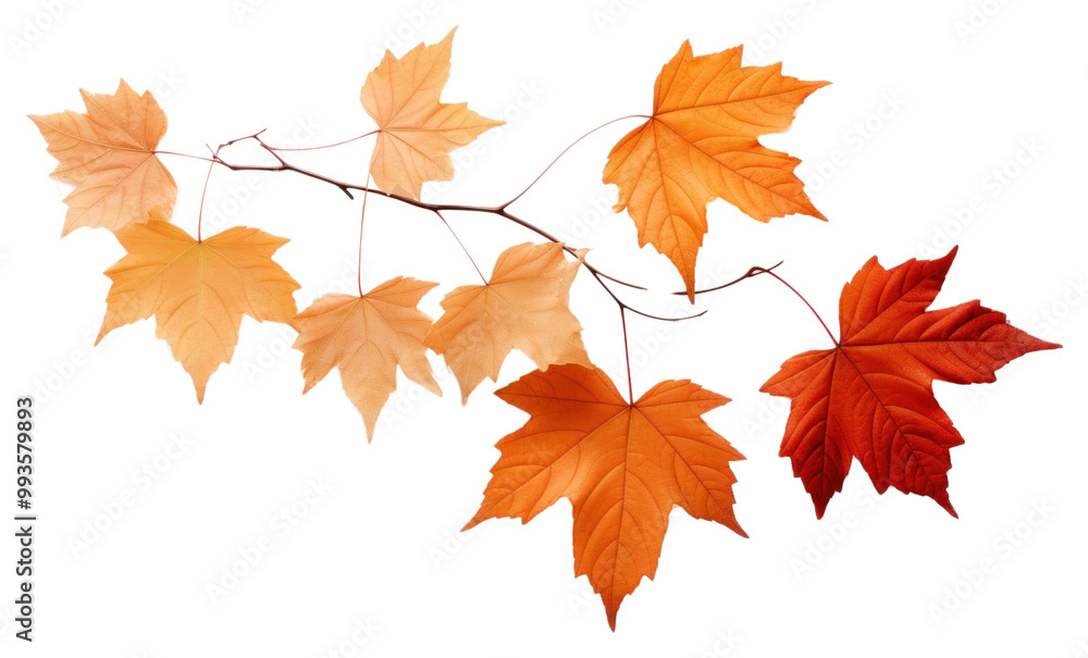 PNG Autumn leave leaves maple plant. PNG Autumn leave leaves maple plant.