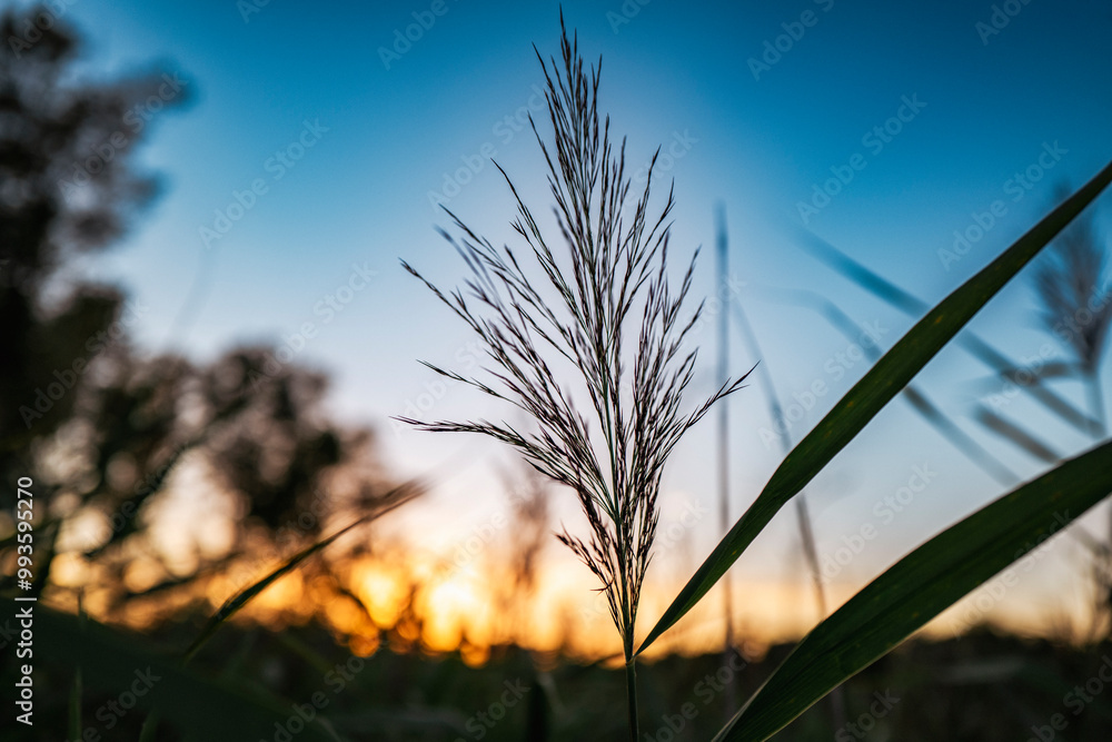 Obraz premium Schilf, Gräser im Sonnenuntergang
