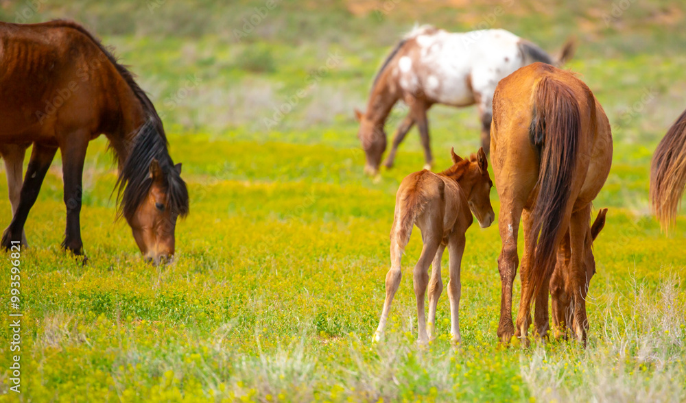 Fototapeta premium A herd of horses graze in the meadow in summer, eat grass, walk and frolic. Pregnant horses and foals, livestock breeding concept.