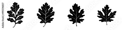 A black textured oak leaf illustration depicts autumnal foliage. It is an isolated botany object in the fall.