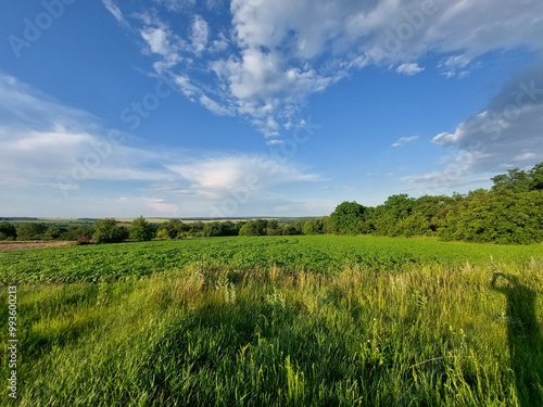 grass and blue sky