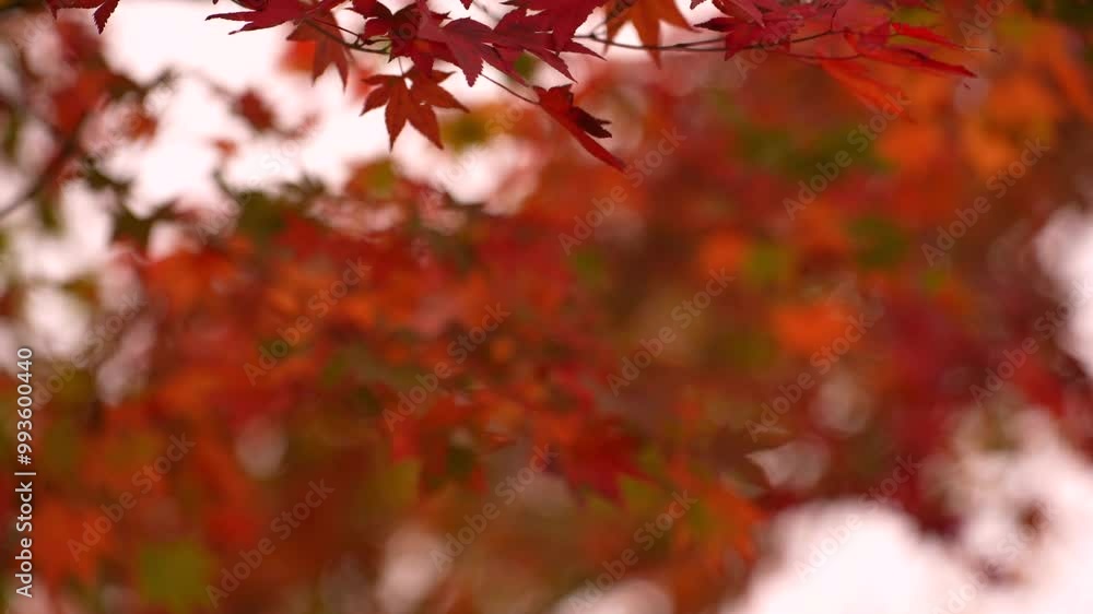 a vibrant autumn canopy with red and green leaves against a pale sky in Naejangsan National Park, Korea, highlighting the seasonal beauty. a vibrant autumn canopy with red and green leaves against a pale sky in Naejangsan National Park, Korea, highlighting the seasonal beauty.