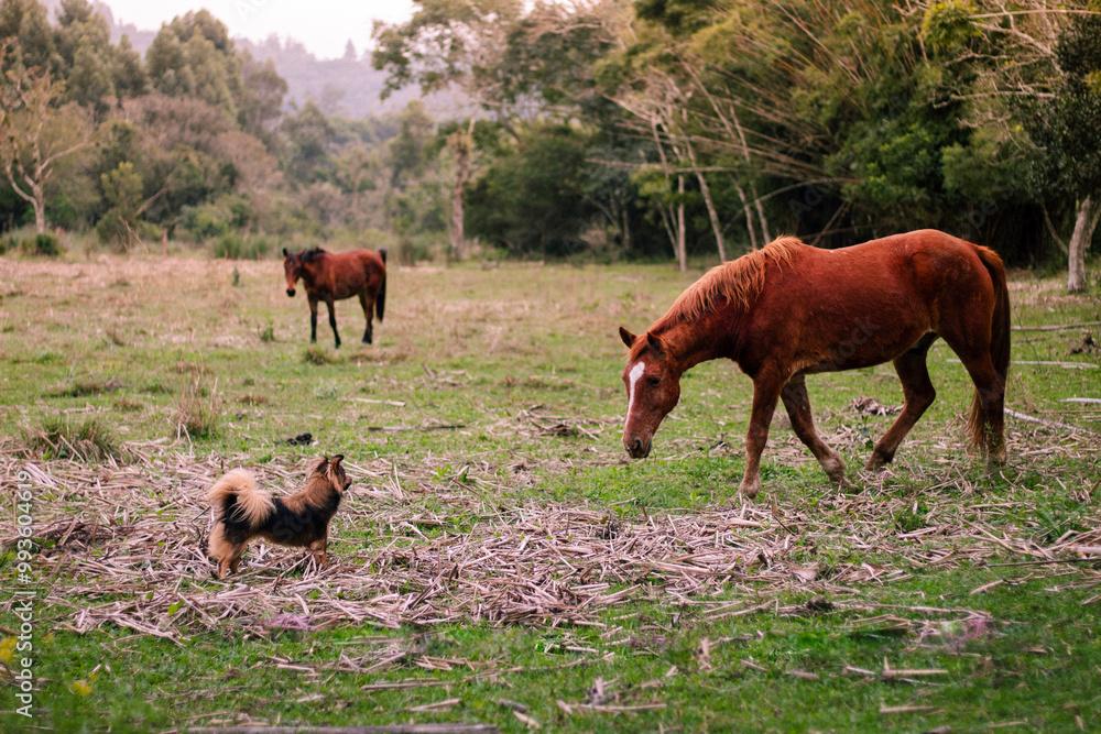 Meeting between a horse and a dog in a field landscape Meeting between a horse and a dog in a field landscape