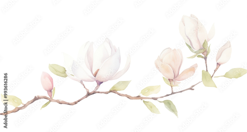 Fototapeta premium PNG Magnolia as divider watercolor blossom flower plant.