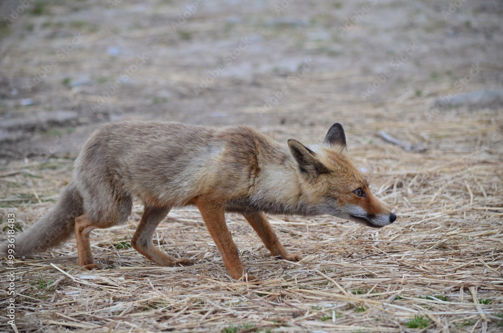 Young fox walking cautiously on a bed of dry grass, focused on its surroundings
