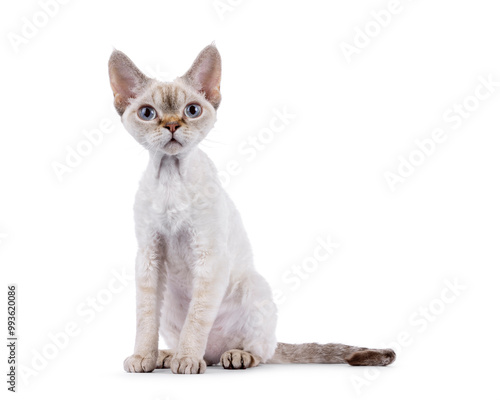 Vászonkép Adorable Devon Rex cat kitten, sitting up side ways