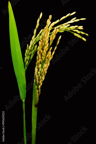 Golden paddy rice with green blade leaf isolated on black background with clipping path