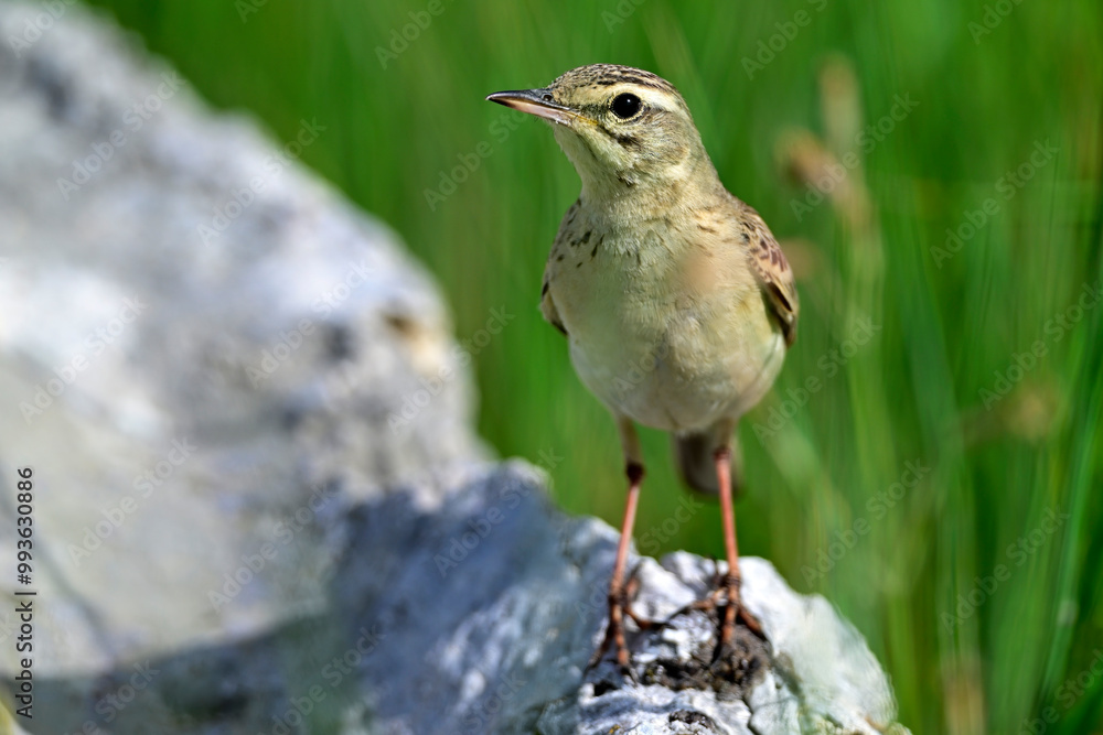 Tawny Pipit // Brachpieper (Anthus campestris) Tawny Pipit // Brachpieper (Anthus campestris)