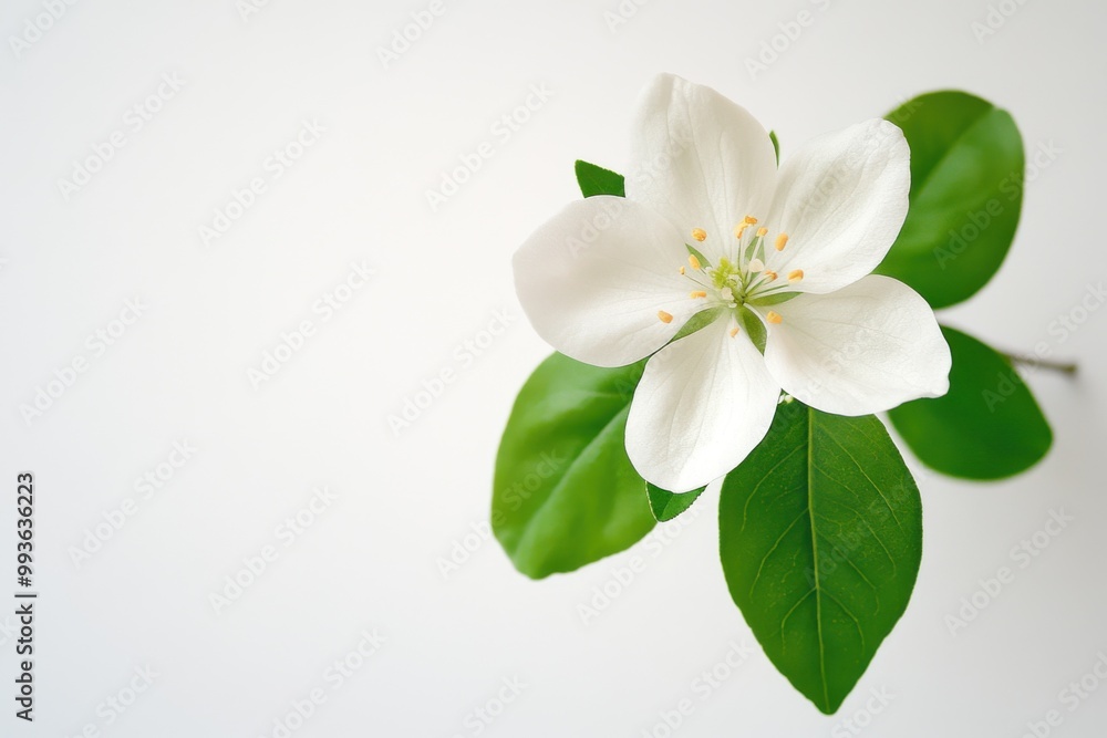 Obraz premium Beautiful single fleur dorange blossom with fresh green leaves on a neutral background